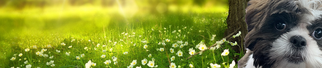 forum header image